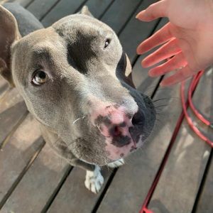 Meet your Posher, Gigi